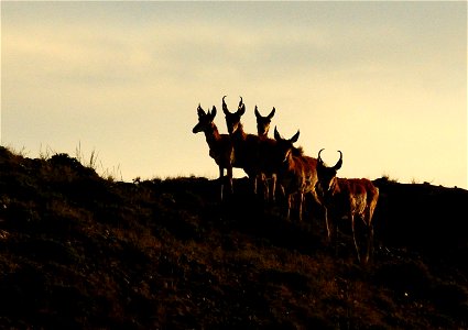 Pronghorn at Seedskadee National Wildlife Refuge photo