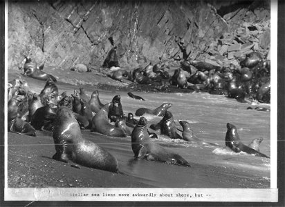 (1970) Graceful Sea Lions photo