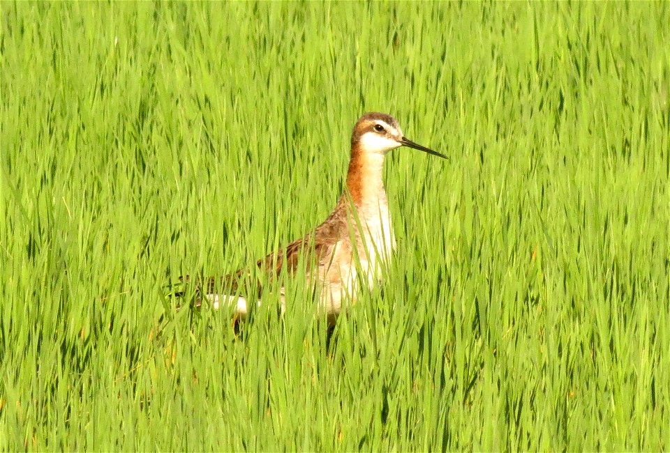 Male Wilson's phalarope