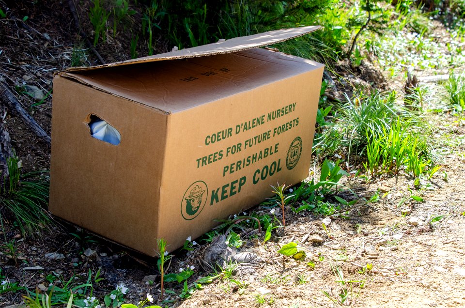 Boxed Whitebark Seedlings photo