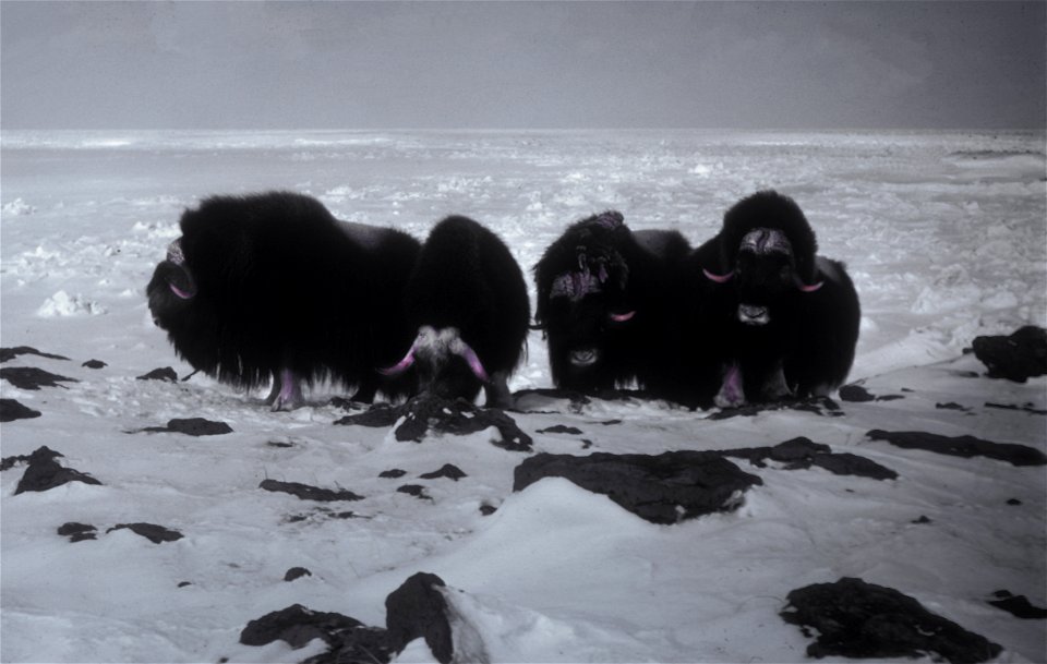Muskox at Dahkit Cove, Nunivak Island