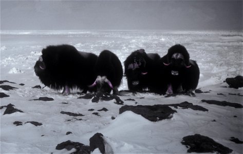 Muskox at Dahkit Cove, Nunivak Island