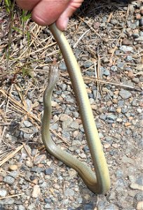 WESTERN YELLOW-BELLIED RACER (Coluber constrictor mormon) (05-15-2022) at bridge, howell botanical drive, 8 dollar road, josephine co, or (3)