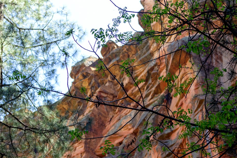 Springtime - West Fork of Oak Creek Trail #108