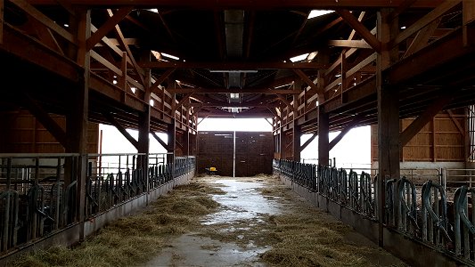 Broutards Charolais / Salers à l'étable