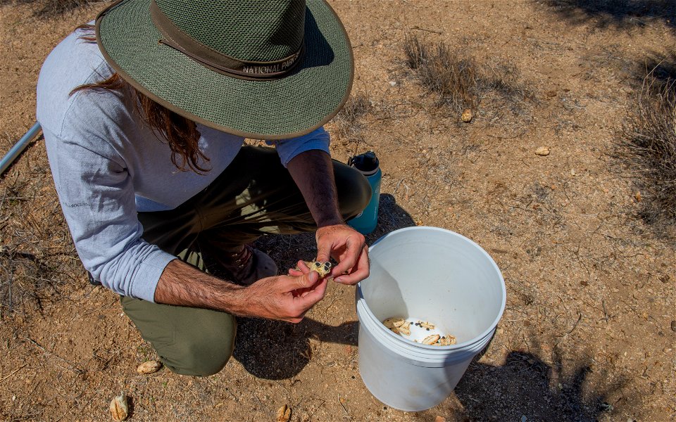 Ranger Collecting Joshua Tree Seeds