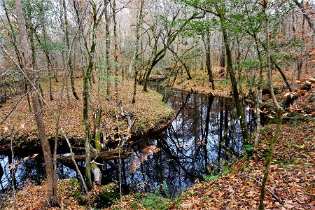 Island Creek in Croatan National Forest photo