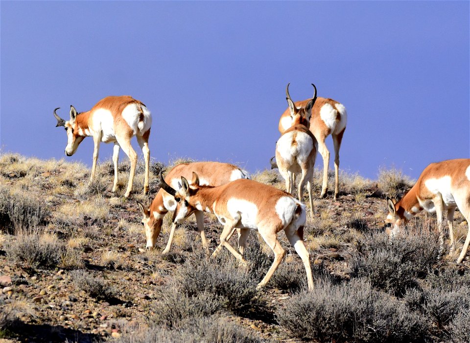 Pronghorn at Seedskadee National Wildlife Refuge