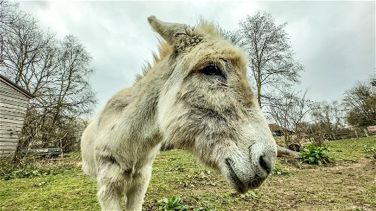 George Donkey Kent Life photo