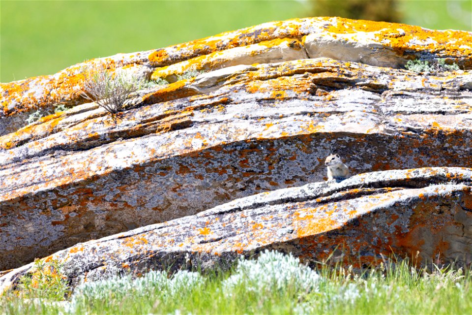 Uinta ground squirrel on a lichen-covered rock