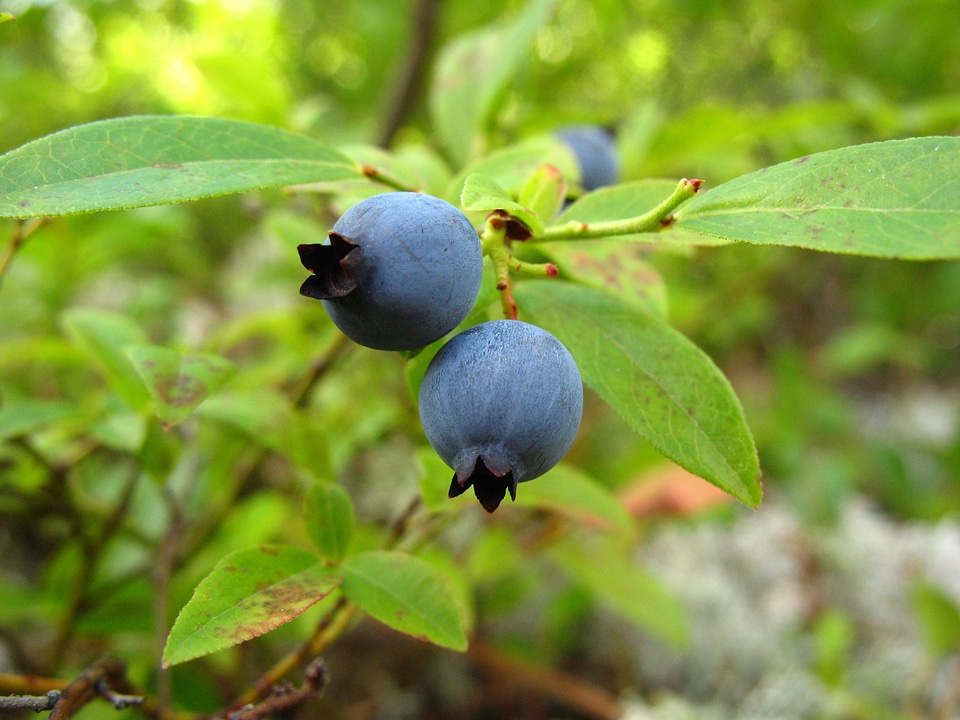 Fruit food organic