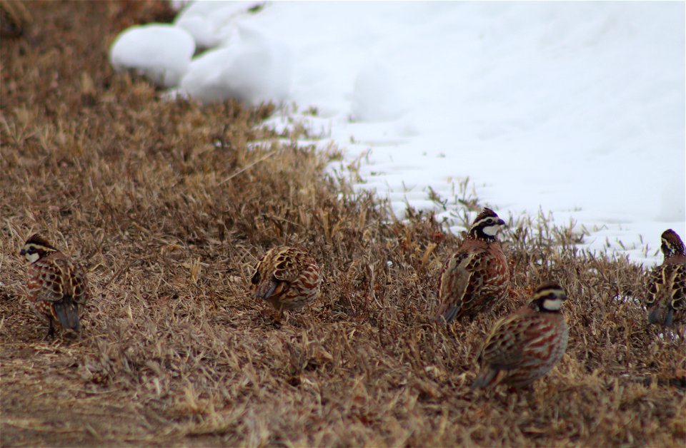 Bob-white quail on Karl E. Mundt NWR photo