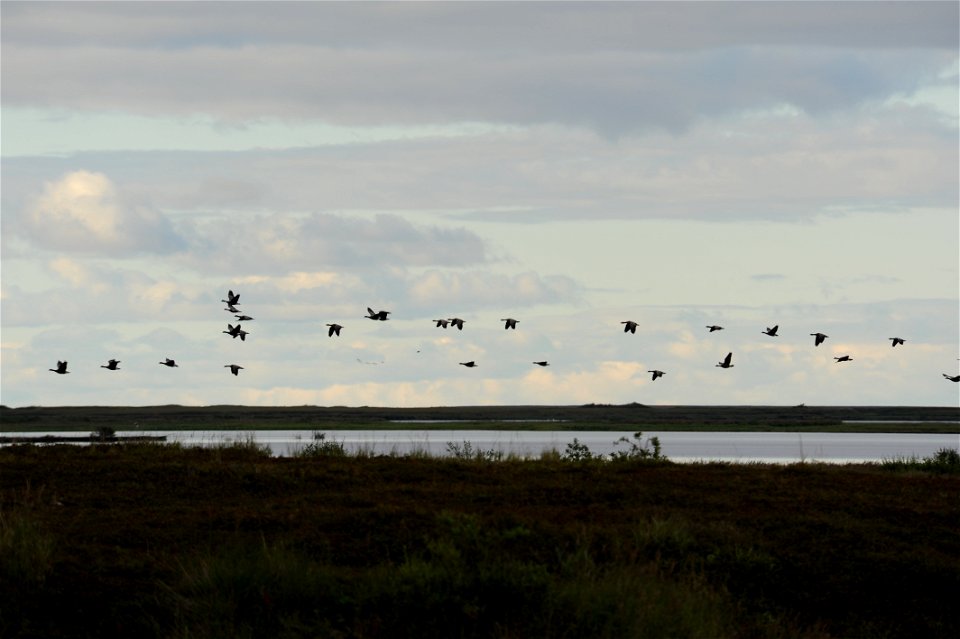 Geese