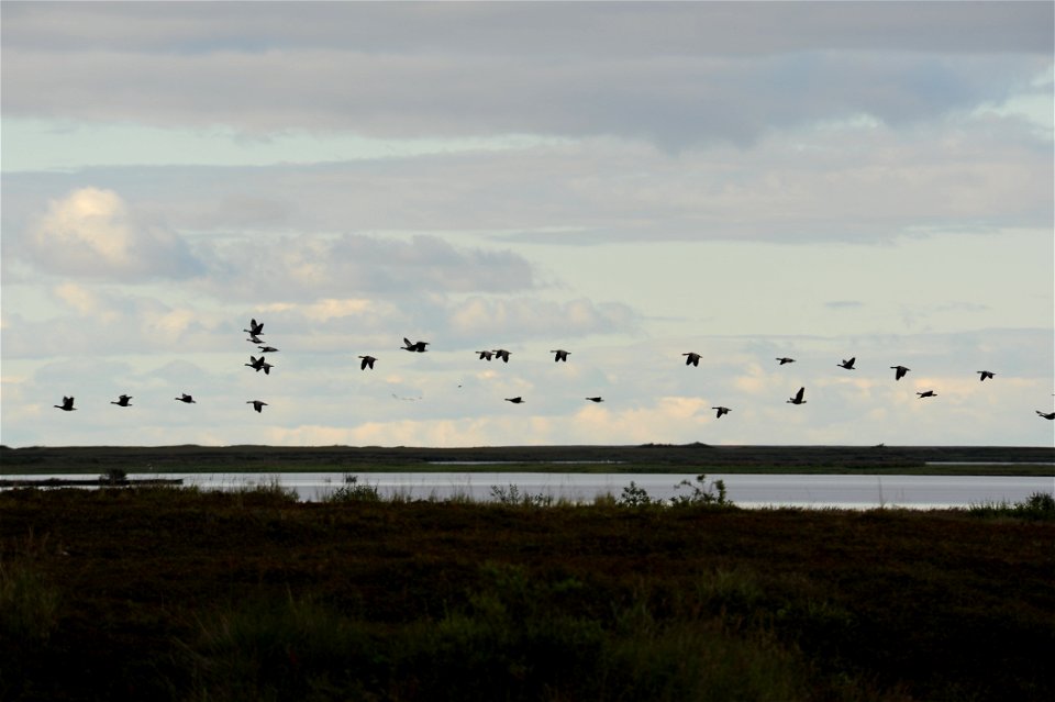 Geese photo