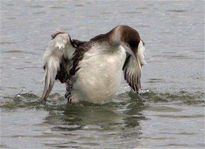 094 - YELLOW-BILLED LOON (10-20-2021) adult, harbor, crescent city, del morte co, ca  (6)
