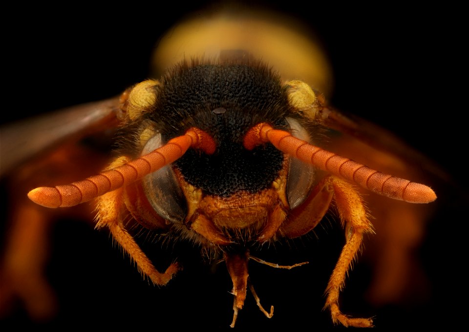 Nomada fucata, f, face, T. J. A. Faasen, Netherlands_2021-12-02-16.36