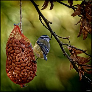 Study Nr. 2 of a Blue Tit