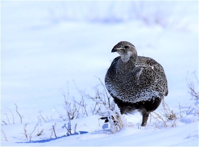 Greater sage-grouse on Seedskadee National Wildlife Refuge