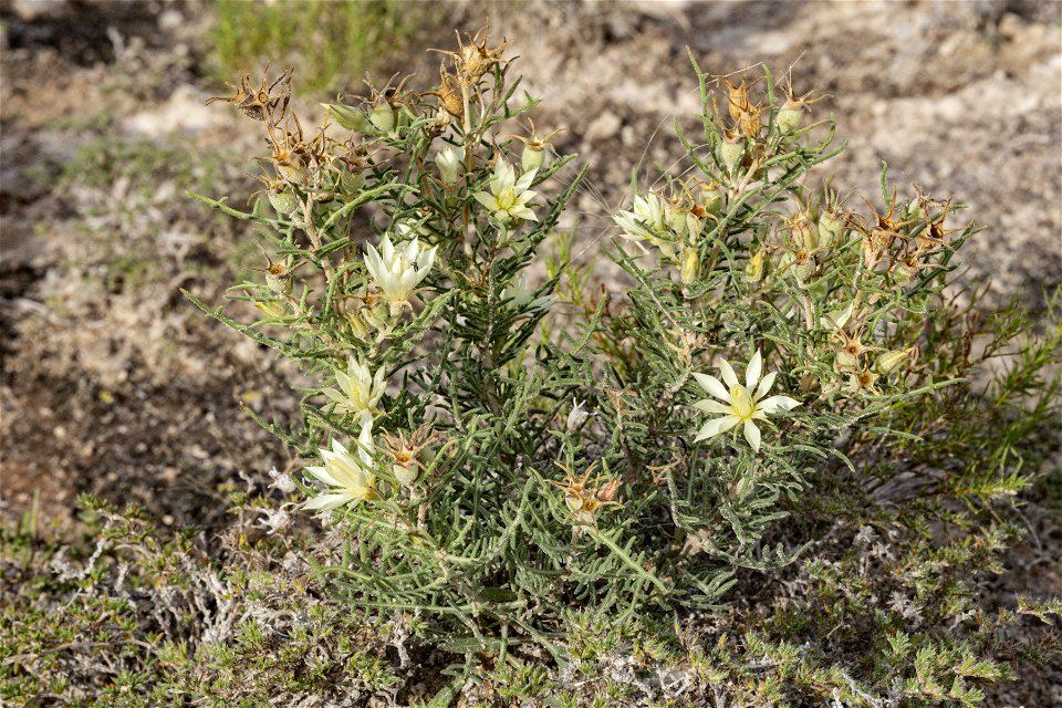 Mentzelia humilis humilis
