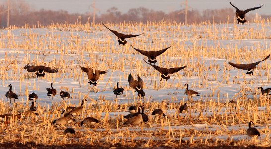 Spring Geese Migration Huron Wetland Management District