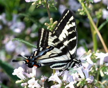 SWALLOWTAIL, PALE (Papilio eurymedon) (6-28-2021) 5000 ft, jawbone rd & bear basin rd jct, smith river nat rec area, del norte co, ca -02
