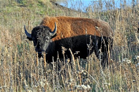 Bison photo