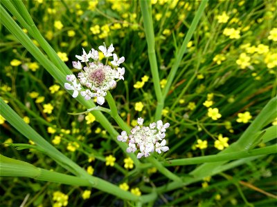 Oenanthe fistulosa L., 1753