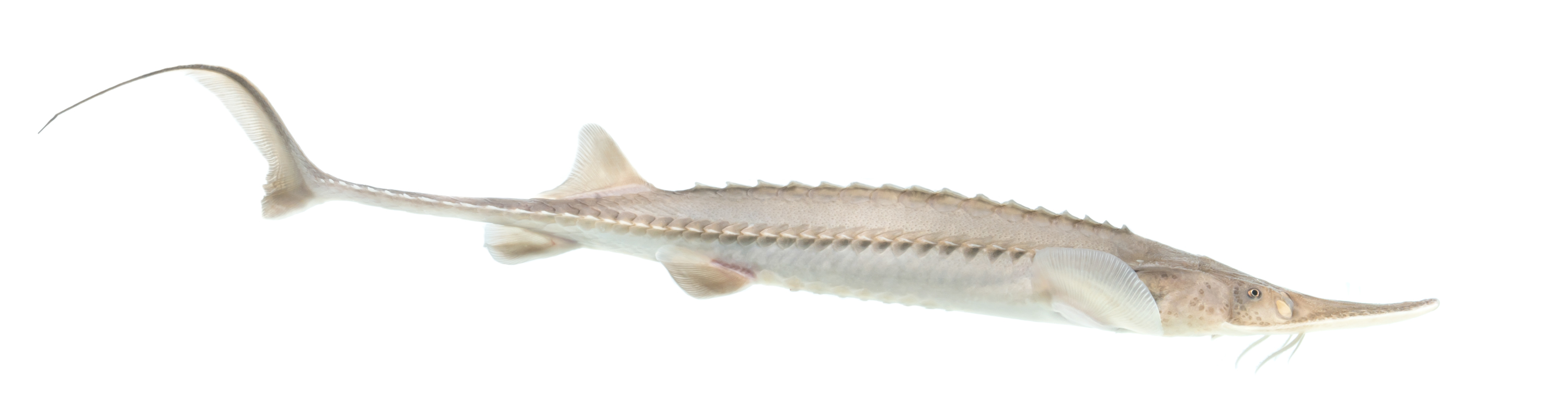 Pallid Sturgeon