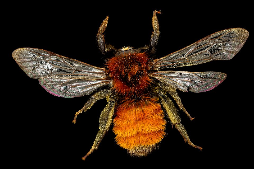 Andrena fulva, f, back, J. Smit, Netherlands_2021-12-23-18.07.49 ZS PMax UDR copy
