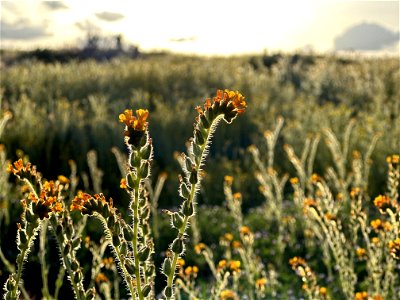 Wildflowers at Carrizo Plain photo