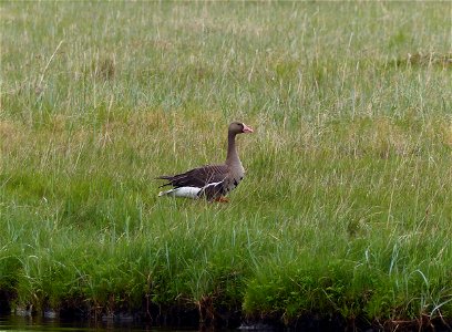 Greater White-fronted Goose photo