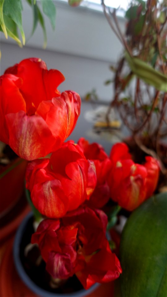 tulips_lalele-2023_0225_133413