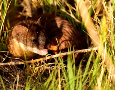 Short-tailed weasel kit at Seedskadee National Wildlife Refuge photo