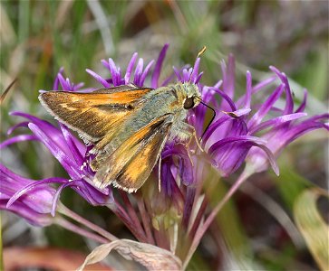 SKIPPER, COLUMBIAN (Hesperia columbia) (05-15-2022) 8 dollar mountain botanical wayside, josephine co, or (7)