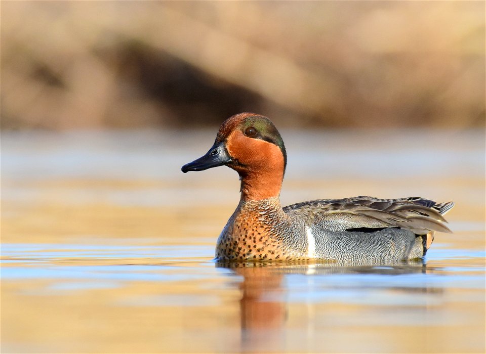 Green-winged teal at Seedskadee National Wildlife Refuge