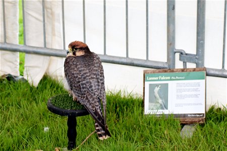 Lanner Falcon photo