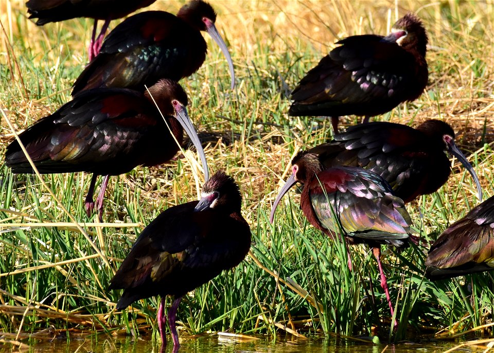 White-faced ibis at Seedskadee National Wildlife Refuge