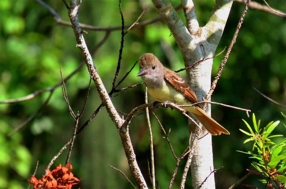 Great Crested Flycatcher