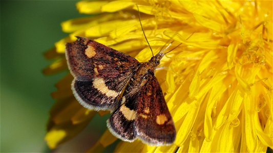 Pyrausta purpuralis (Purpurroter Zünsler) auf Löwenzahnblüte