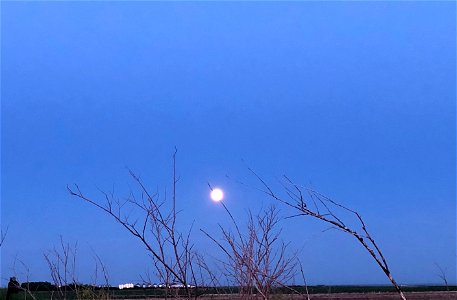 2021/365/175 Moon on a Stick photo
