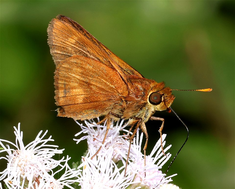 BROKEN-DASH, SOUTHERN (Wallengrenia otho) (02-26-2023) national buttrtfly center, palmview, hidalgo co, tx -02