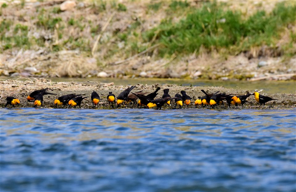 Yellow headed blackbird at Seedskadee National Wildlife Refuge