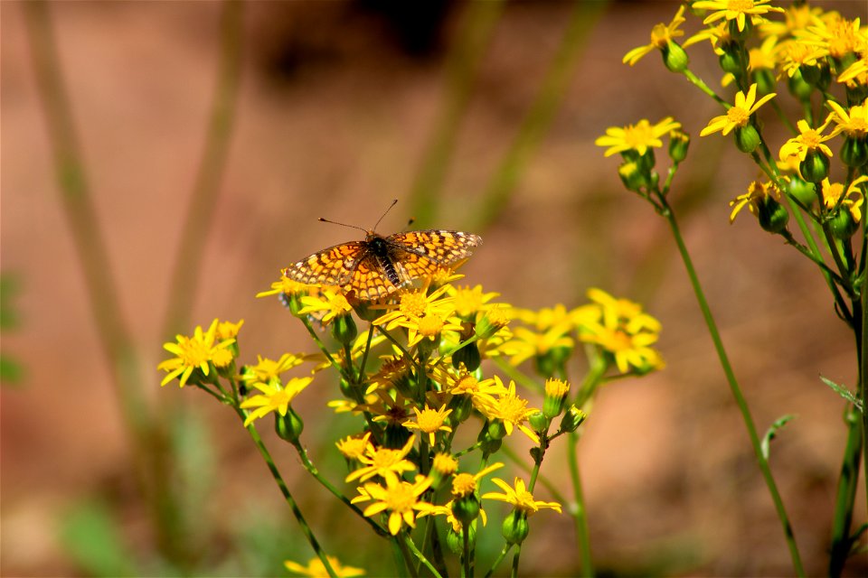 Springtime - West Fork of Oak Creek Trail #108