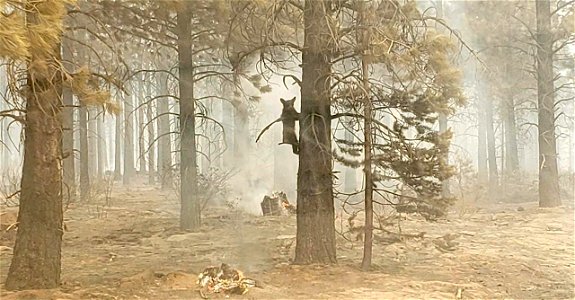 Bear Cub on the Bootleg Fire, 2021