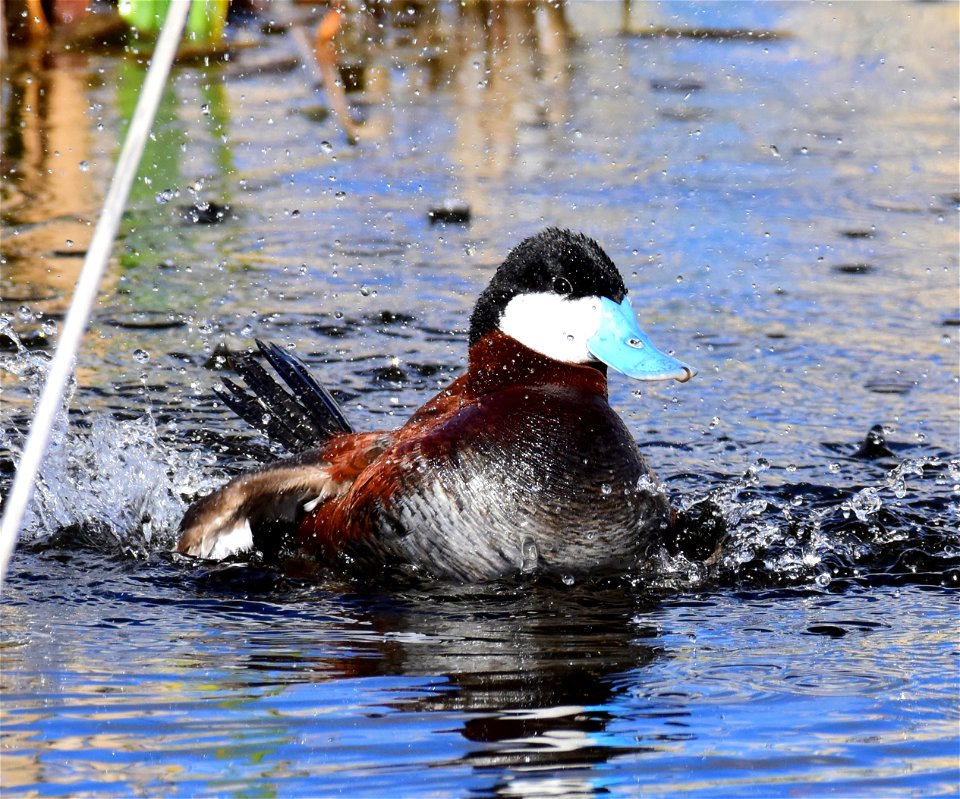Ruddy duck at Seedskadee National Wildlife Refuge