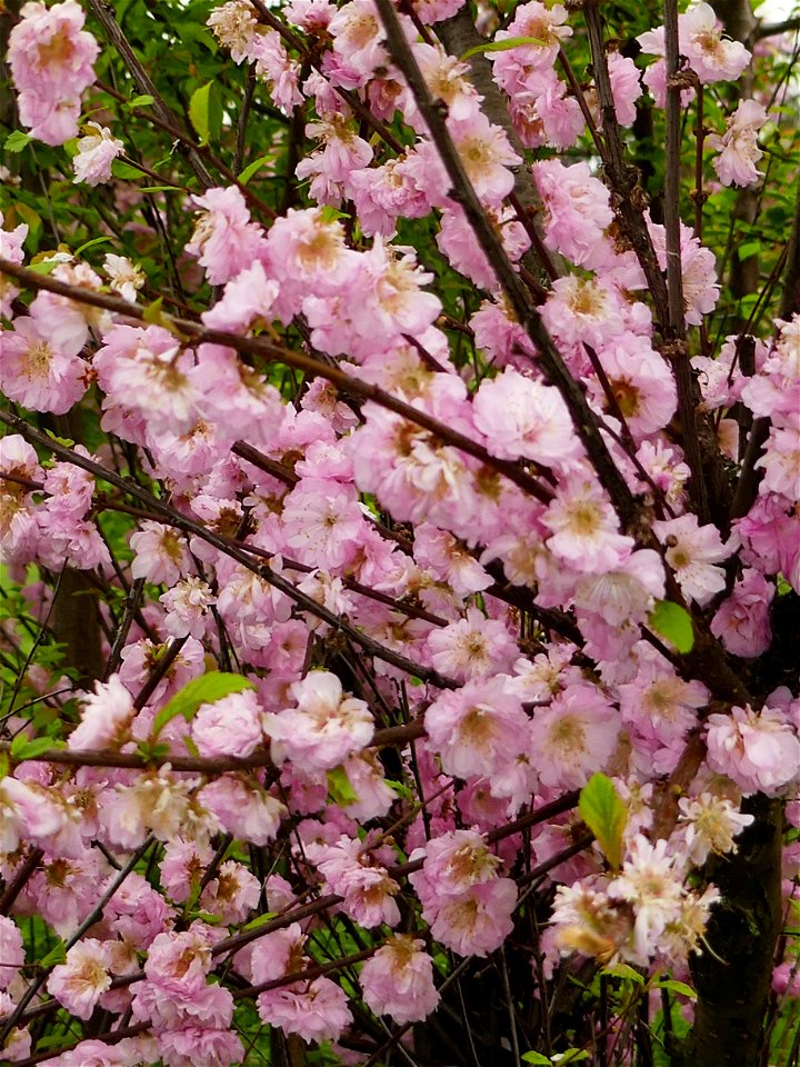 Herestrau Park in spring (145)