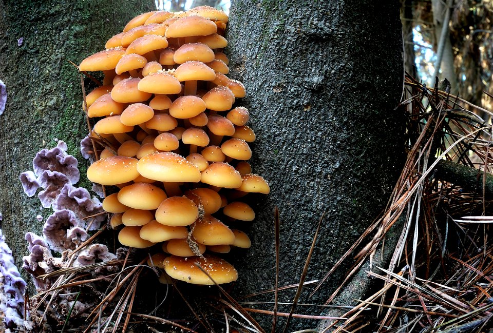 Hypholoma fasciculare,