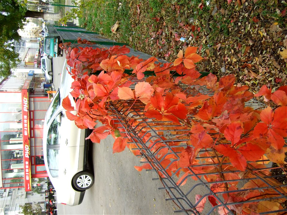 toamna_20091114_13