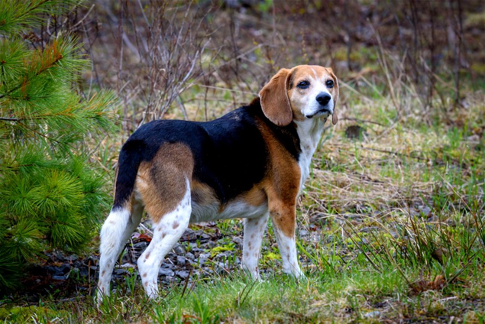 Bailey the Beagle photo