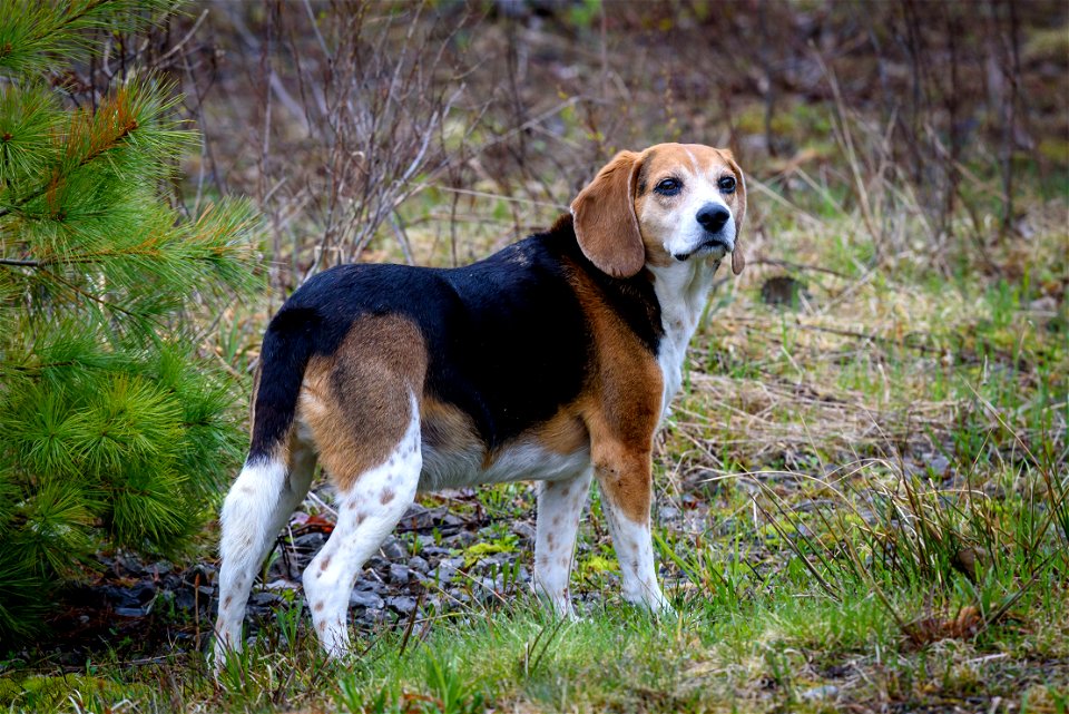 Bailey the Beagle
